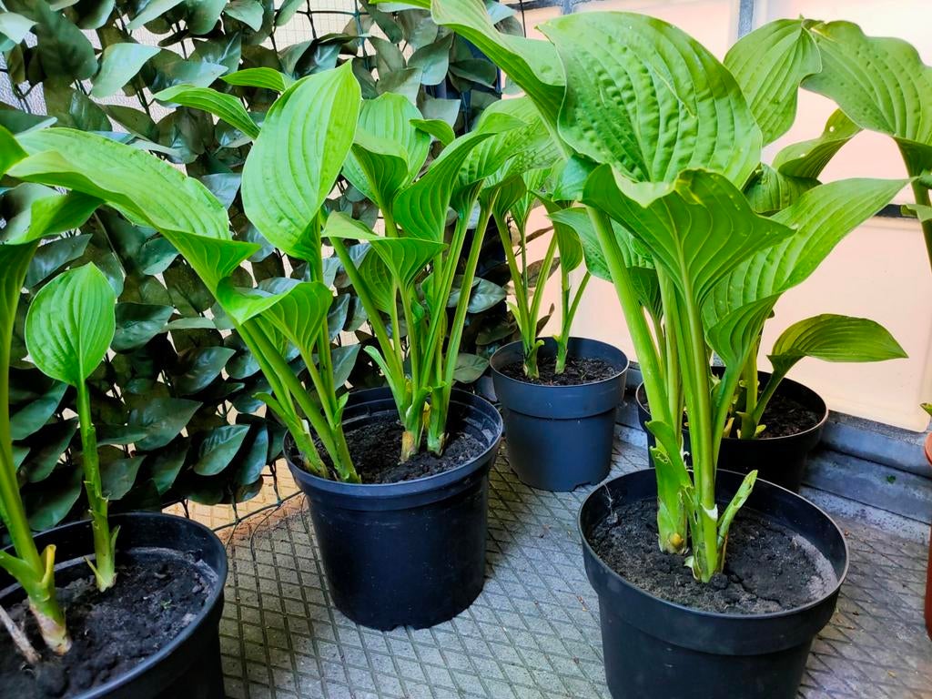 Hosta, Tuin en Terras, Planten | Tuinplanten, Ophalen, Overige soorten, Halfschaduw