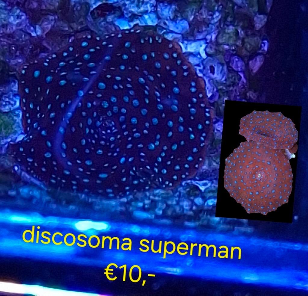 Koraal stekjes voor hobby prijzen!, Dieren en Toebehoren, Ophalen, Nieuw, Gevuld zeewateraquarium