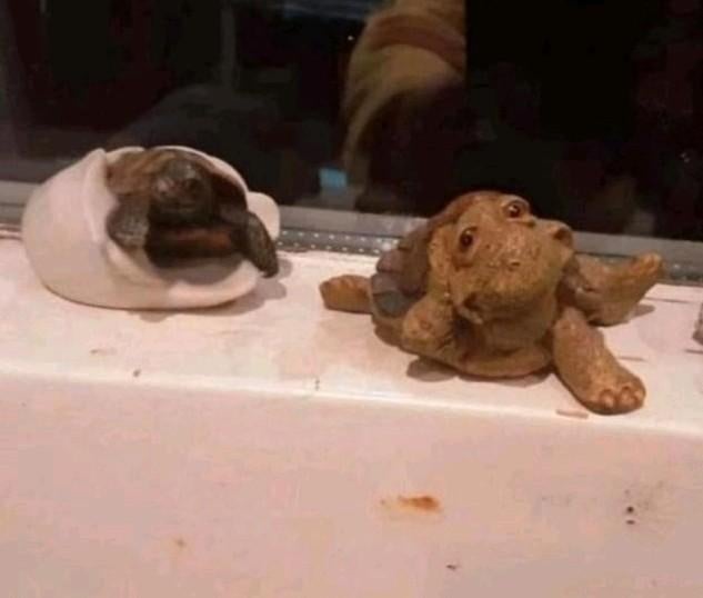 NIEUWE PARTIJ VERSCHILLENDE SCHATTIG SCHILDPADDEN COMPLEET, Ophalen of Verzenden, Nieuw