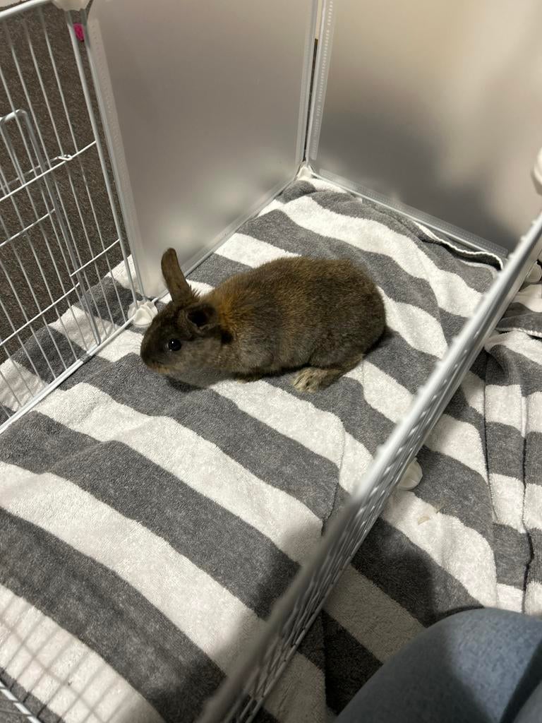 Jonge voedster + volledige uitrusting – €80, Dieren en Toebehoren, Dierenvoeding, Ophalen of Verzenden