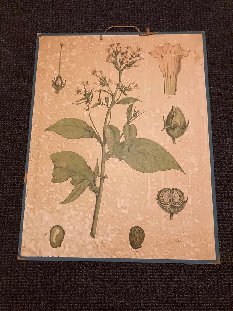 Botanische plaat, Antiek en Kunst, Antiek | Schoolplaten, Ophalen, Natuur en Biologie