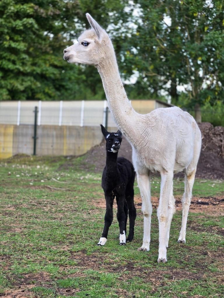 Alpaca’s te koop – merries, Boeken, Ophalen, Zo goed als nieuw, Overige diersoorten
