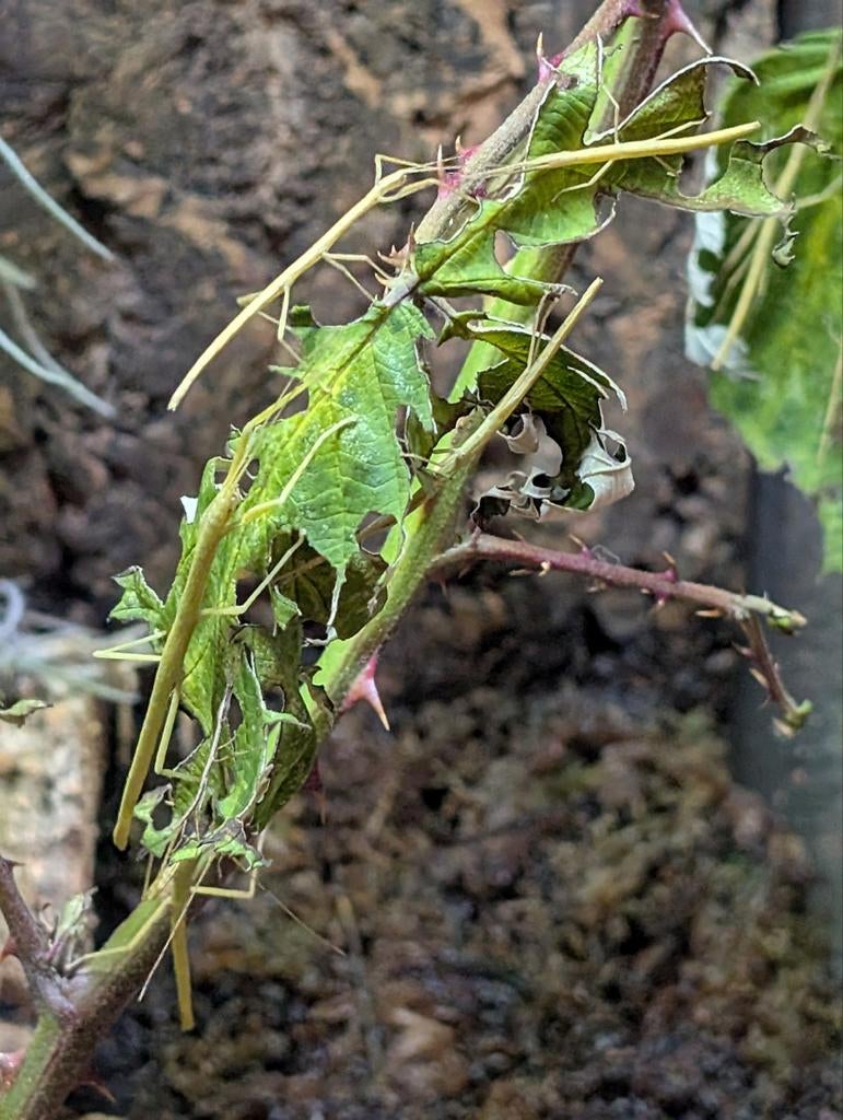 Gratis Indische wandelende takken (PSG-1), Dieren en Toebehoren, Wandelende tak