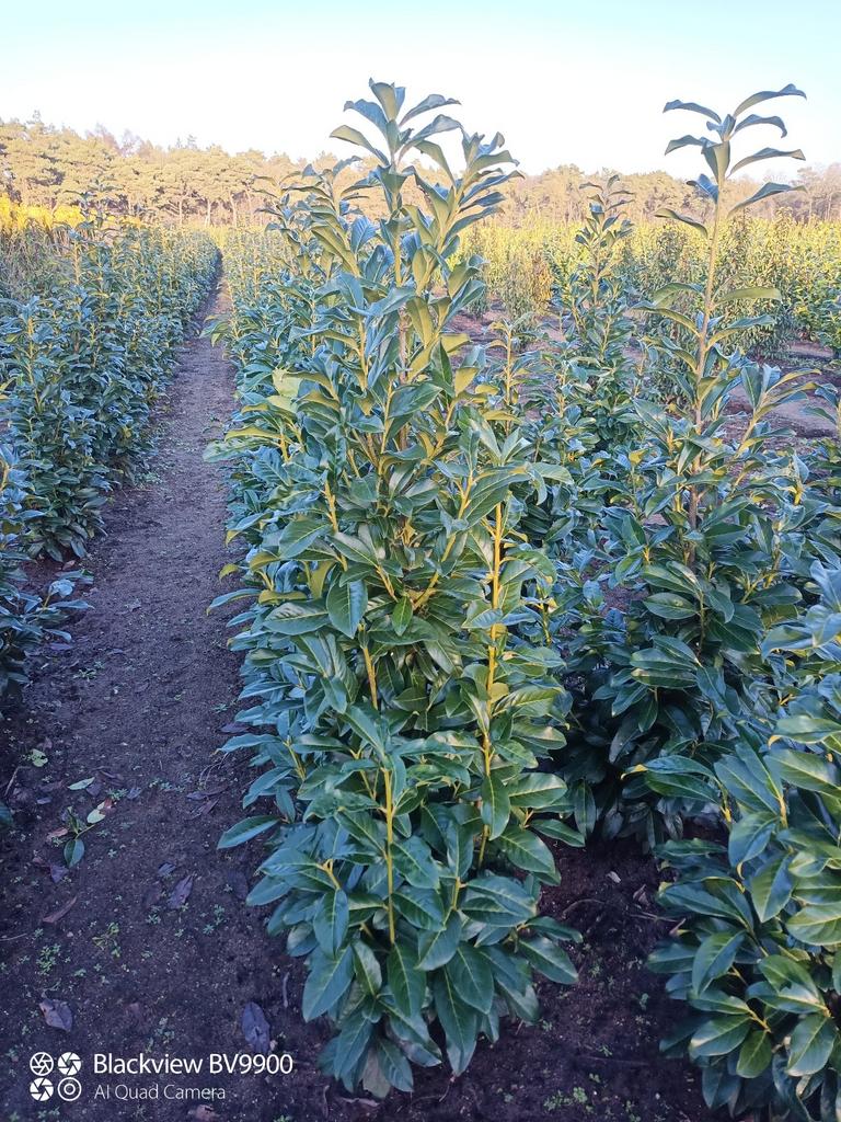 Smal blijvende Laurier Prunus genolia 80-200cm haag planten, Ophalen of Verzenden, Laurier, Struik, 100 tot 250 cm