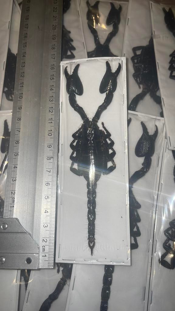 Schorpioen NU: €10,-, Ophalen of Verzenden, Zo goed als nieuw, Beeldje of Figuurtje