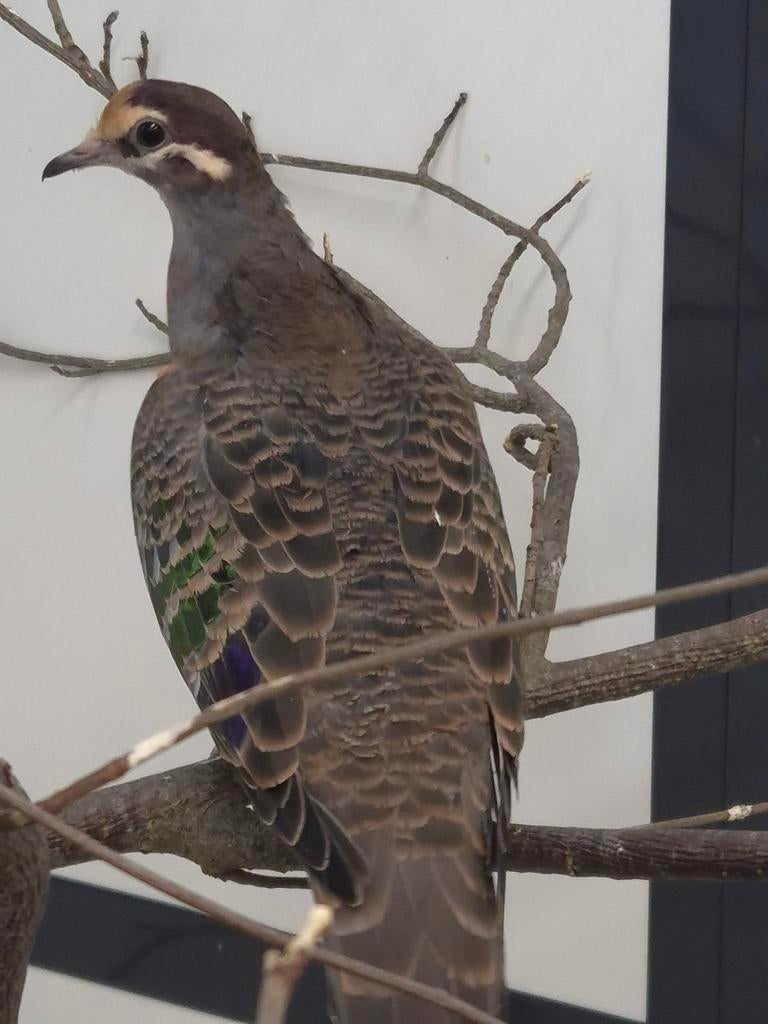 1-0 Bronsvleugel duif, Dieren en Toebehoren, Vogels | Duiven, Mannelijk, Overige soorten