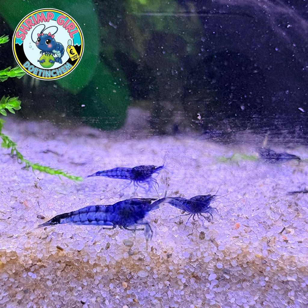 10 Sky Blue Diamonds (Blue Dream garnalen) 🦐💎, Dieren en Toebehoren, Vissen | Aquariumvissen, Zoetwatervis, Kreeft, Krab of Garnaal