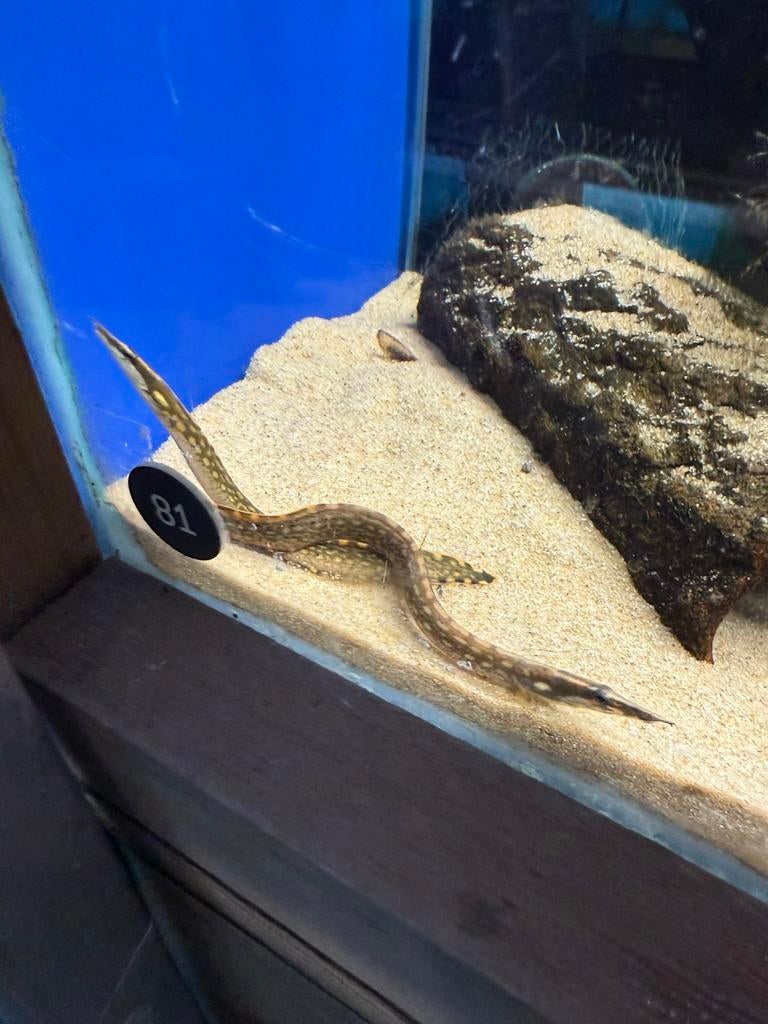 Mastacembelus armatus, Dieren en Toebehoren, Vissen | Aquariumvissen, Vis