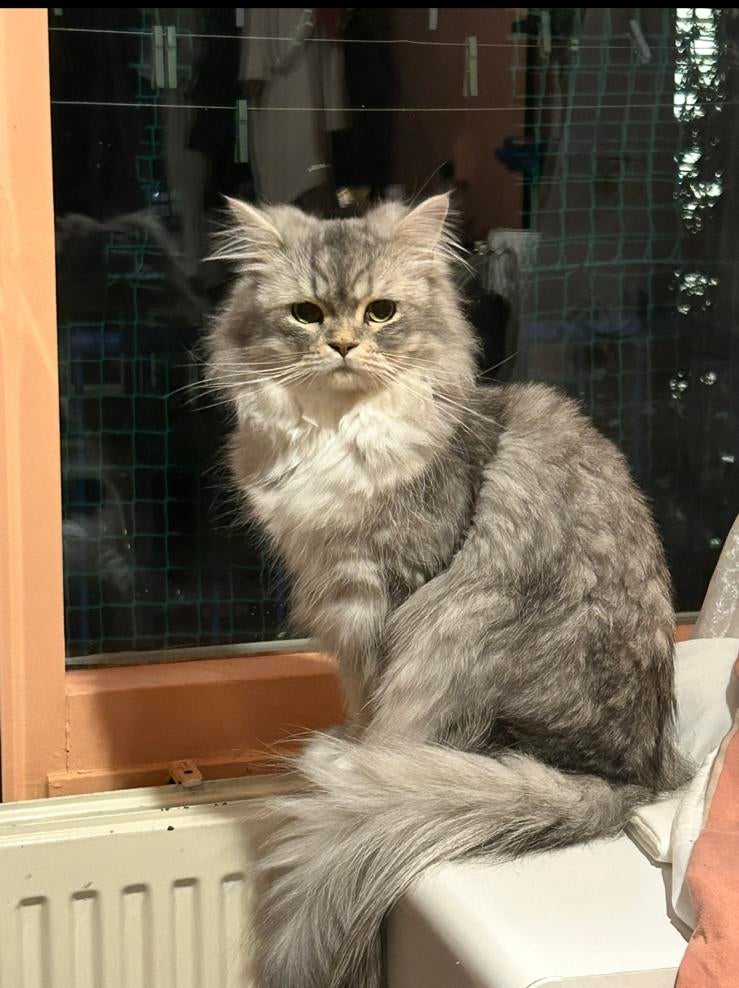 Dekkater perzich langhaar, Dieren en Toebehoren, 0 tot 2 jaar