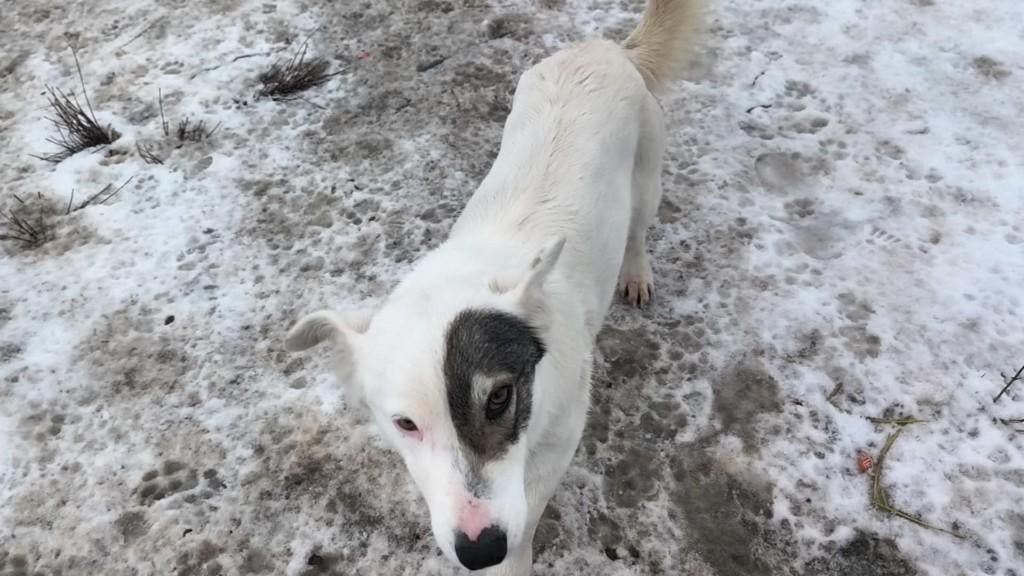  Strolchi – klein mannetje, groot hart , Dieren en Toebehoren, Honden | Niet-rashonden, Particulier, Reu, 1 tot 2 jaar, Buitenland