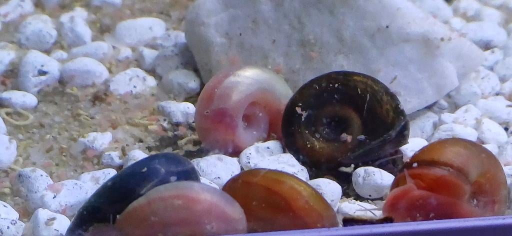 Posthoorn slakjes, Dieren en Toebehoren, Slak of Weekdier, Zoetwatervis