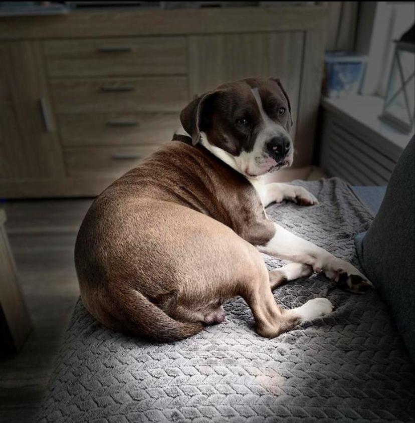 Vaste oppas gezocht, België, Particulier, Reu, American Staffordshire Terriër