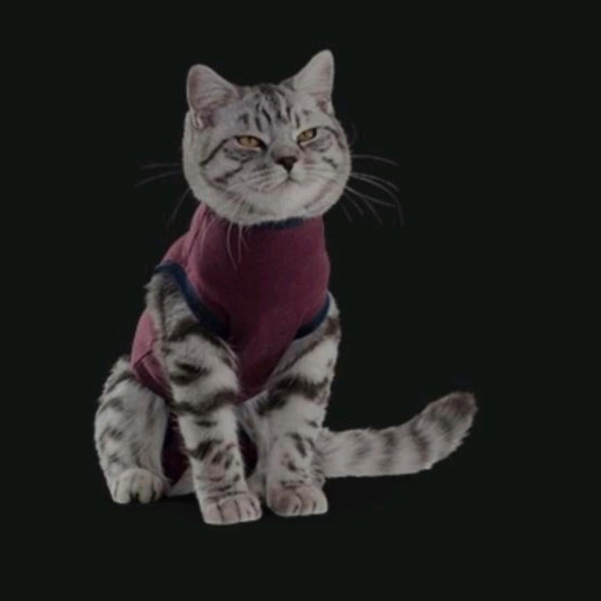 Jacketz Medical Body Suit • voor Katten • XS • per stuk, Ophalen of Verzenden