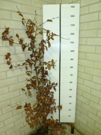 Beukenhaag / Fagus sylvatica (bladhoudend), Tuin en Terras, Ophalen, Beukenhaag, Haag, 100 tot 250 cm