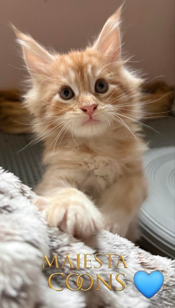 😻🇳🇱Maine Coon Kittens - MajestaCoons🇳🇱😻, Meerdere dieren, Met stamboom, 0 tot 2 jaar