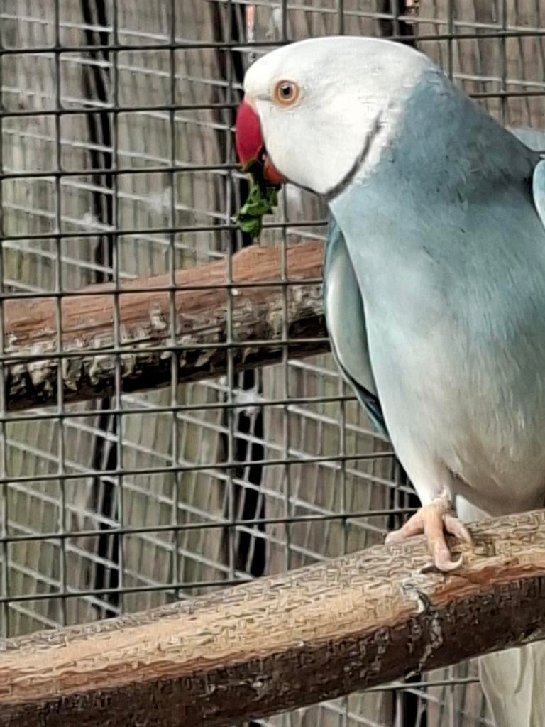 Koppel halsbandparkieten, Meerdere dieren, Parkiet