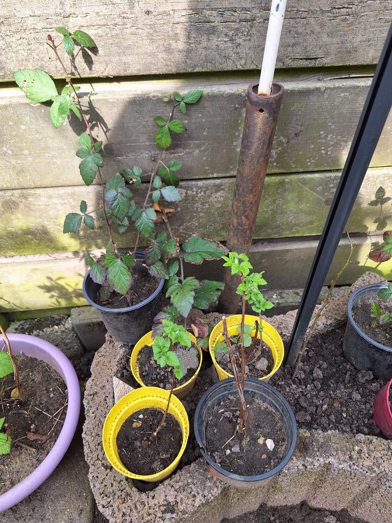 Bramen en framboosen plantjes, Tuin en Terras, Ophalen, Eenjarig, Overige soorten, Volle zon