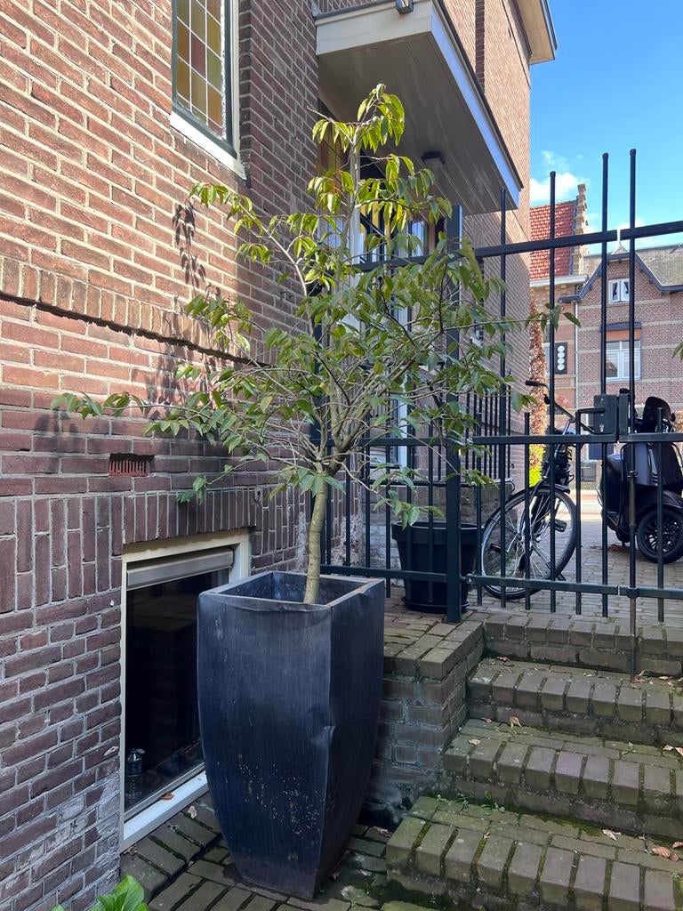 2 Hoge Zwarte Plantenbakken met Hongkongkornoelje, Tuin en Terras, Ophalen, Overige materialen, Gebruikt, Minder dan 60 cm