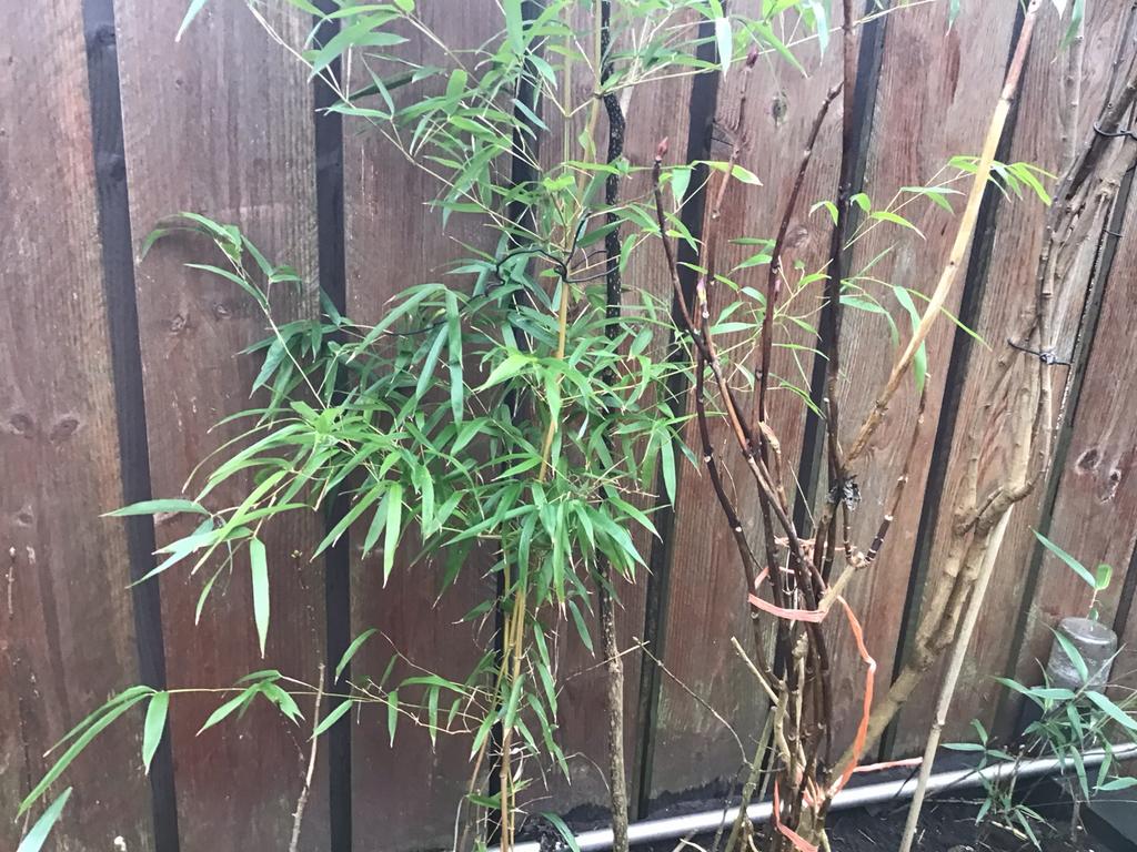 Rit, Tuin en Terras, Planten | Tuinplanten, Ophalen, Overige soorten, Volle zon