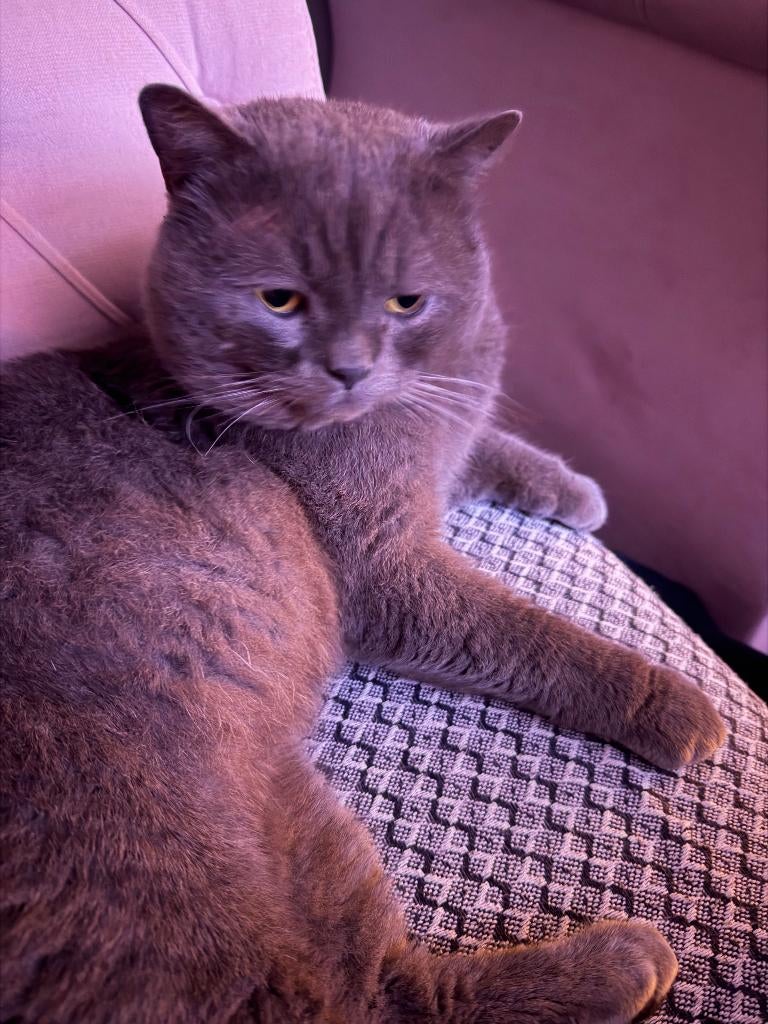 Kittens mogen hun nestje verlaten vanaf 30-03-2026, Meerdere dieren, 0 tot 2 jaar