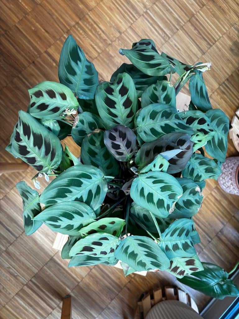 Mooie Prayer Plant / Maranta - 45cm breed, 28cm hoog, Huis en Inrichting, Kamerplanten, Ophalen, Overige soorten, In pot, Minder dan 100 cm