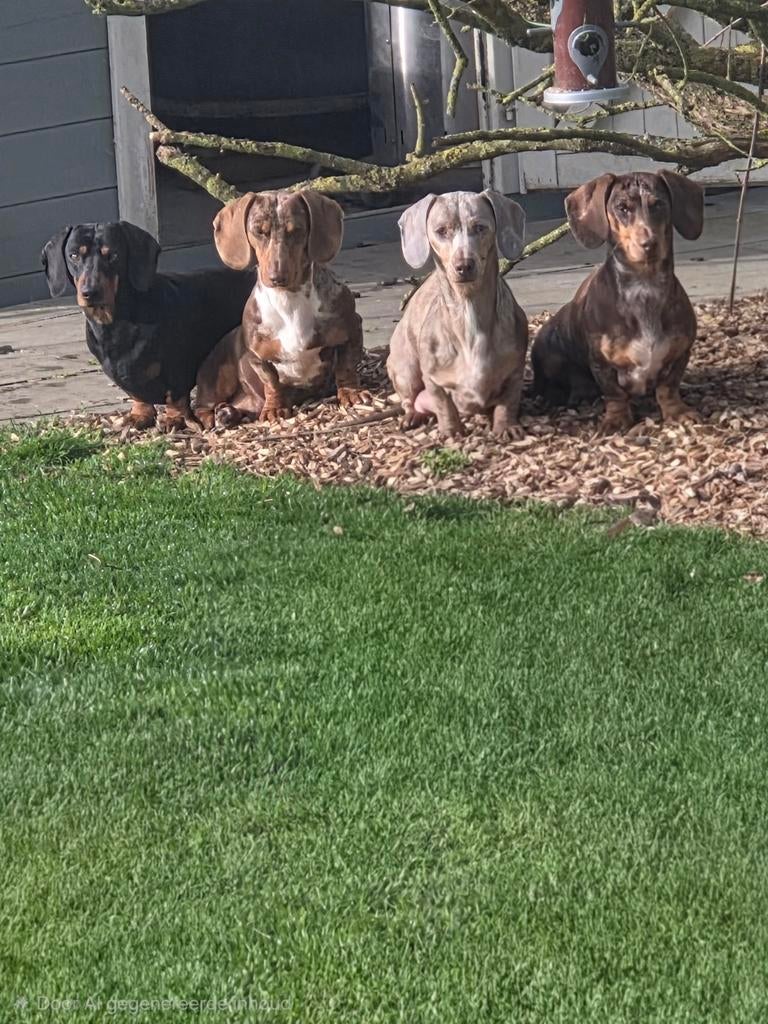 2 supermooie dwergteckeltjes, Korthaar, Dwerg, Parvo, Meerdere