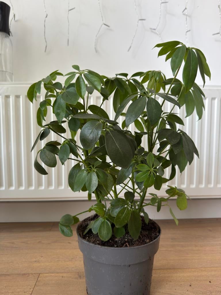 Dwarf Umbrella Tree, Ophalen of Verzenden, Halfschaduw, Minder dan 100 cm