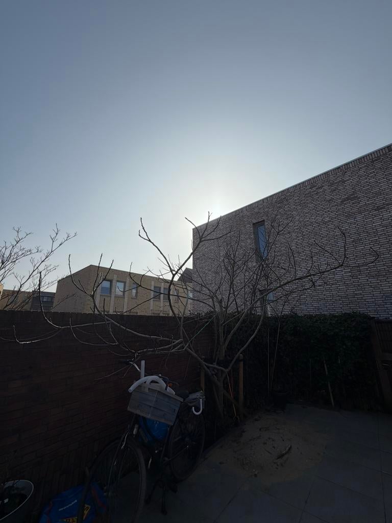 Tuinman gezocht!, Ophalen, 100 tot 250 cm, Vijgenboom