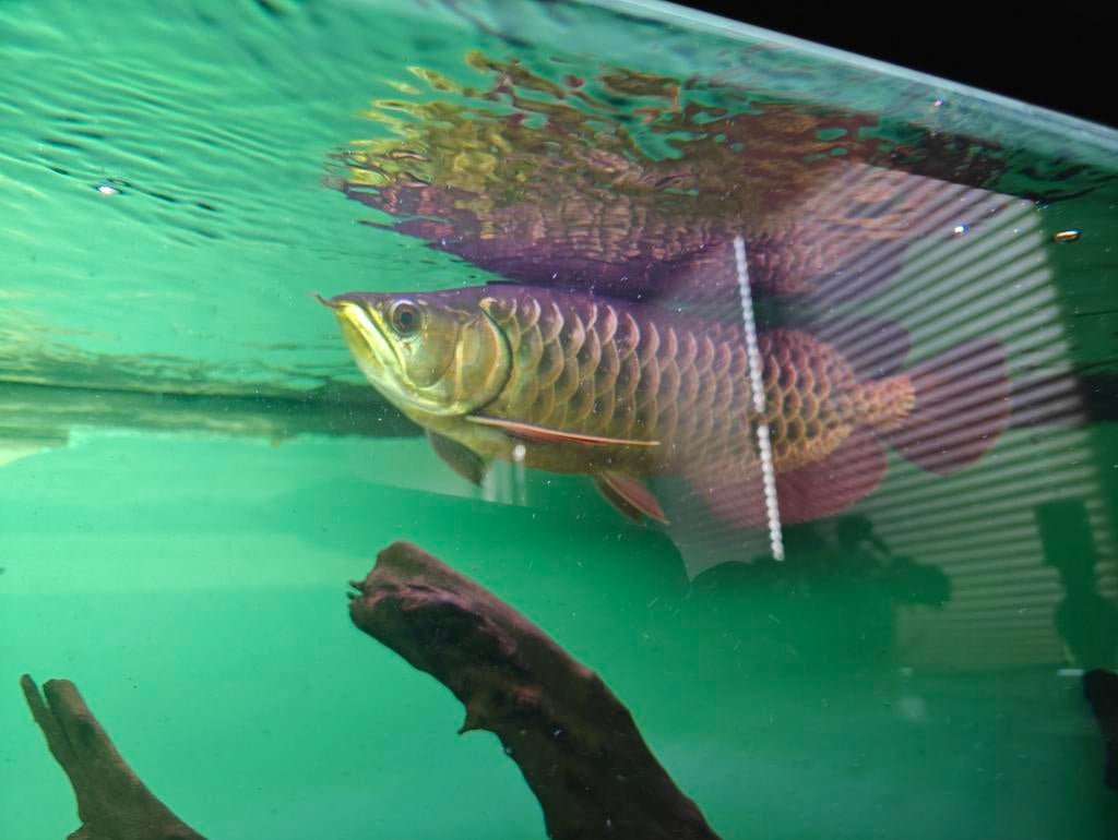 Asian crossback arowana 35cm, Dieren en Toebehoren, Vis