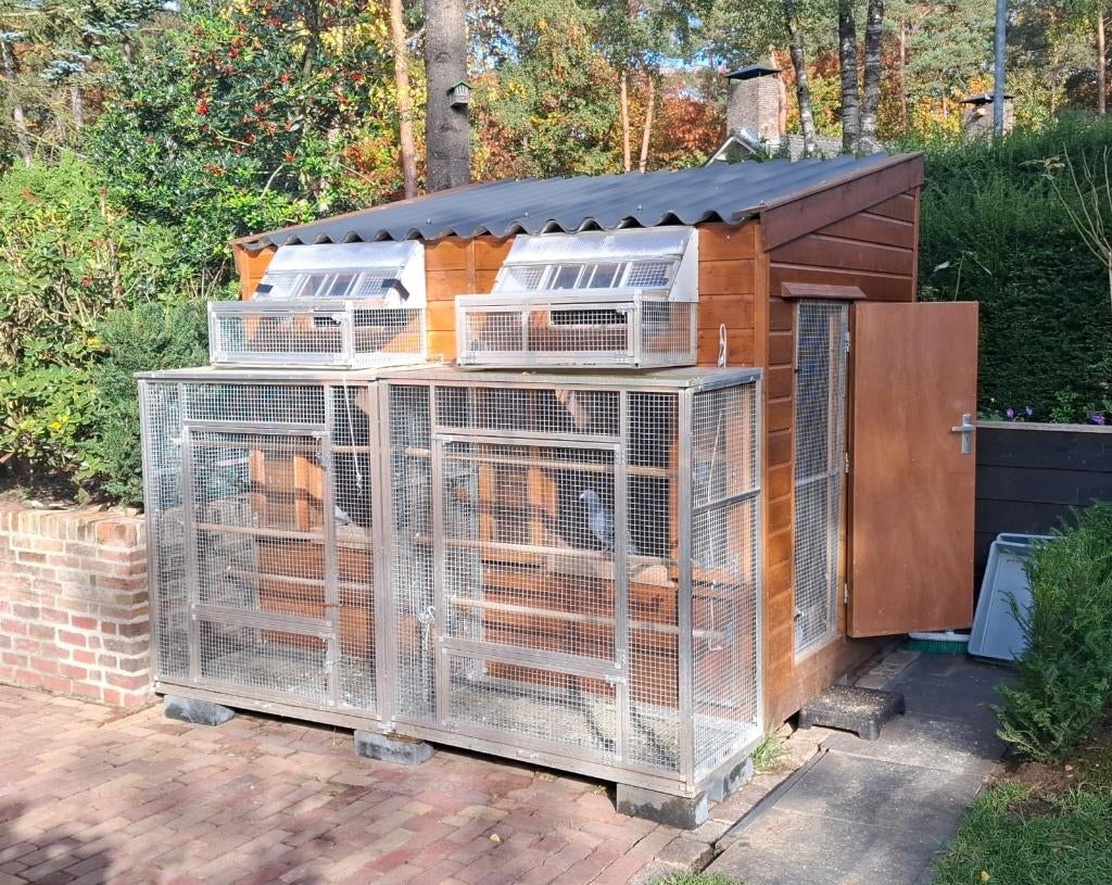 Duivenhokken, Meerdere dieren, Overige soorten