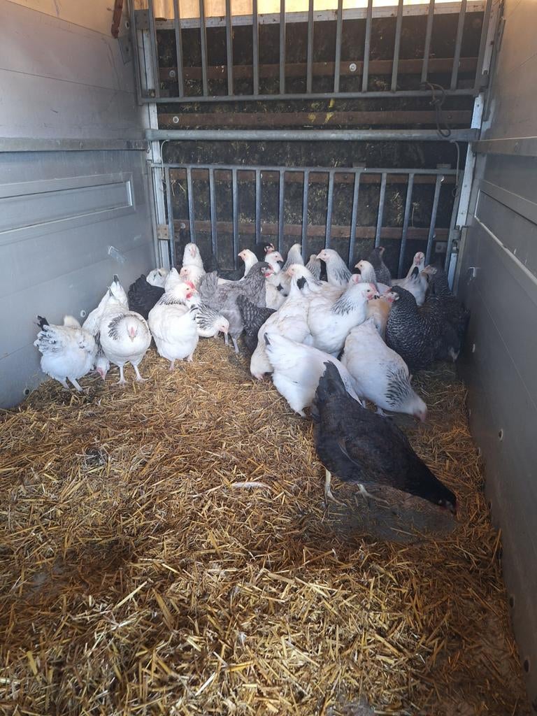 Novogen Legkippen tegen de leg. Wit, grijs en zwart, Vrouwelijk, Kip