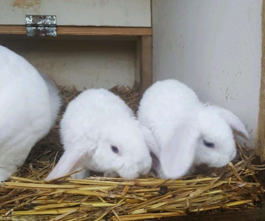 Rex widder konijntjes 8 weken oud, Dieren en Toebehoren, Konijnen, Meerdere dieren, Dwerg, Hangoor, 0 tot 2 jaar