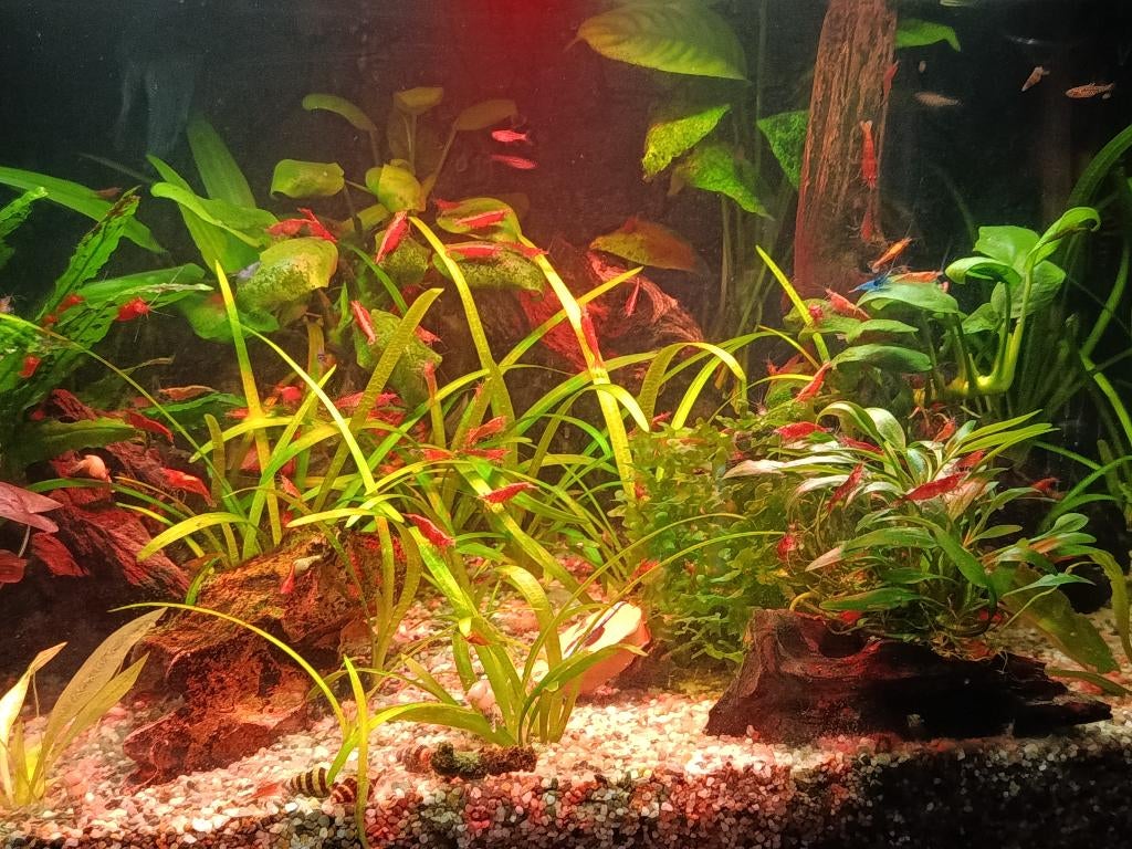 vuurgarnalen, Dieren en Toebehoren, Vissen | Aquariumvissen, Kreeft, Krab of Garnaal, Zoetwatervis, Schoolvis