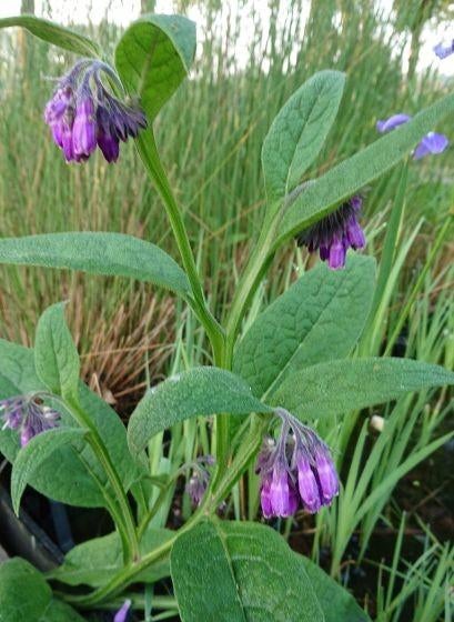 Paarse Smeerwortel (Symphytum officinale), Tuin en Terras, Planten | Tuinplanten, Ophalen of Verzenden