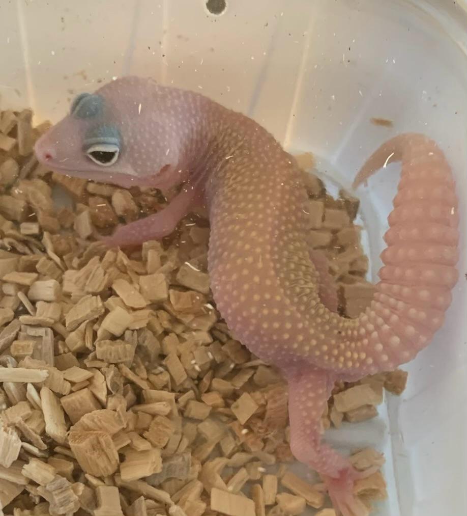 Luipaard Gekko Blizzard male, Hagedis, 0 tot 2 jaar
