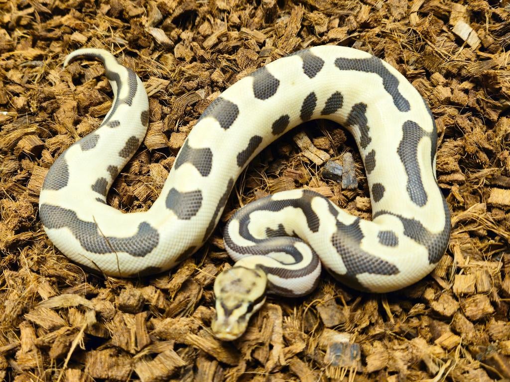 AANBIEDING KONINGSPYTHONS HOUTEN Ball Python - female for sale from Michiel