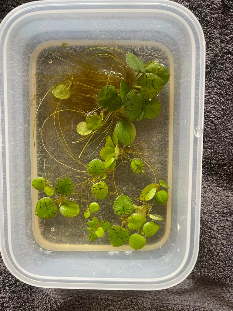 Aquarium drijfplanten Limnobium, Dieren en Toebehoren, Vissen | Aquariumvissen, Vis