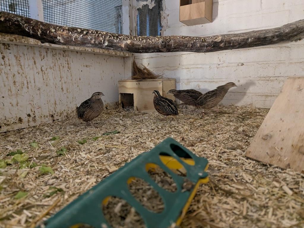 Harlekijn kwartels, Hagedis, 0 tot 2 jaar