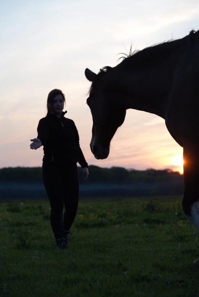Plek in eigenbeheer gezocht / of een kleine pensionstal, Dieren en Toebehoren, Stalling en Weidegang