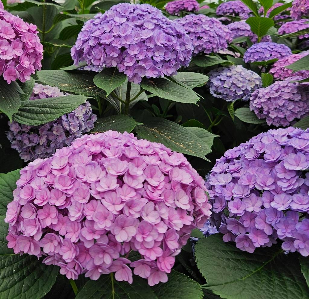 Hortensia, BIJZONDER, dubbelbloemig ,10 ltr pot, Vaste plant, Halfschaduw, Zomer, Ophalen