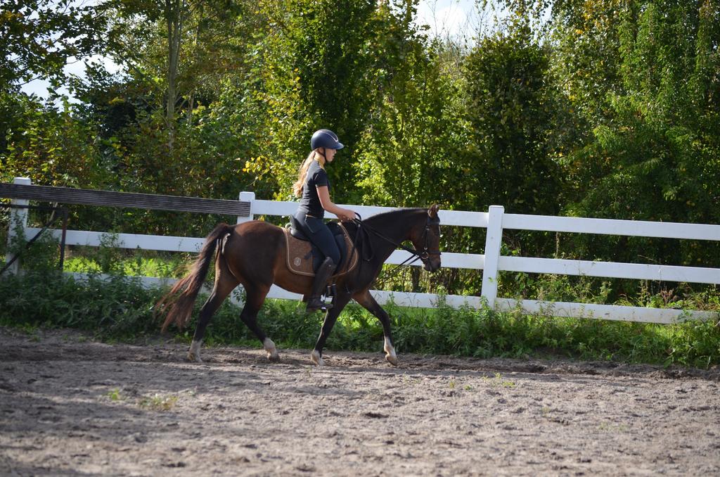 Verzorger/bijrijder aangeboden verzorg pony gezocht, Ophalen of Verzenden, Zo goed als nieuw
