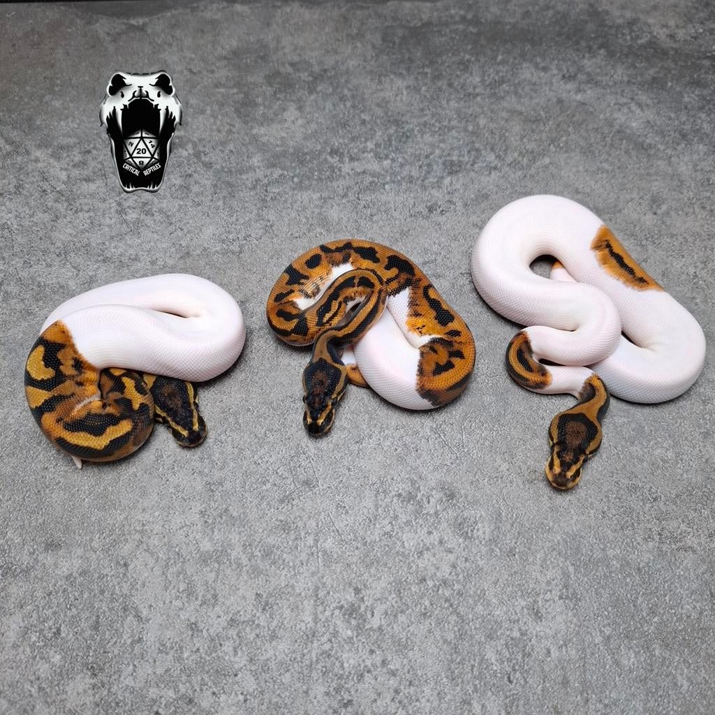 1.2 Mandarin pied Project NK25 (python Regius), Slang, 0 tot 2 jaar