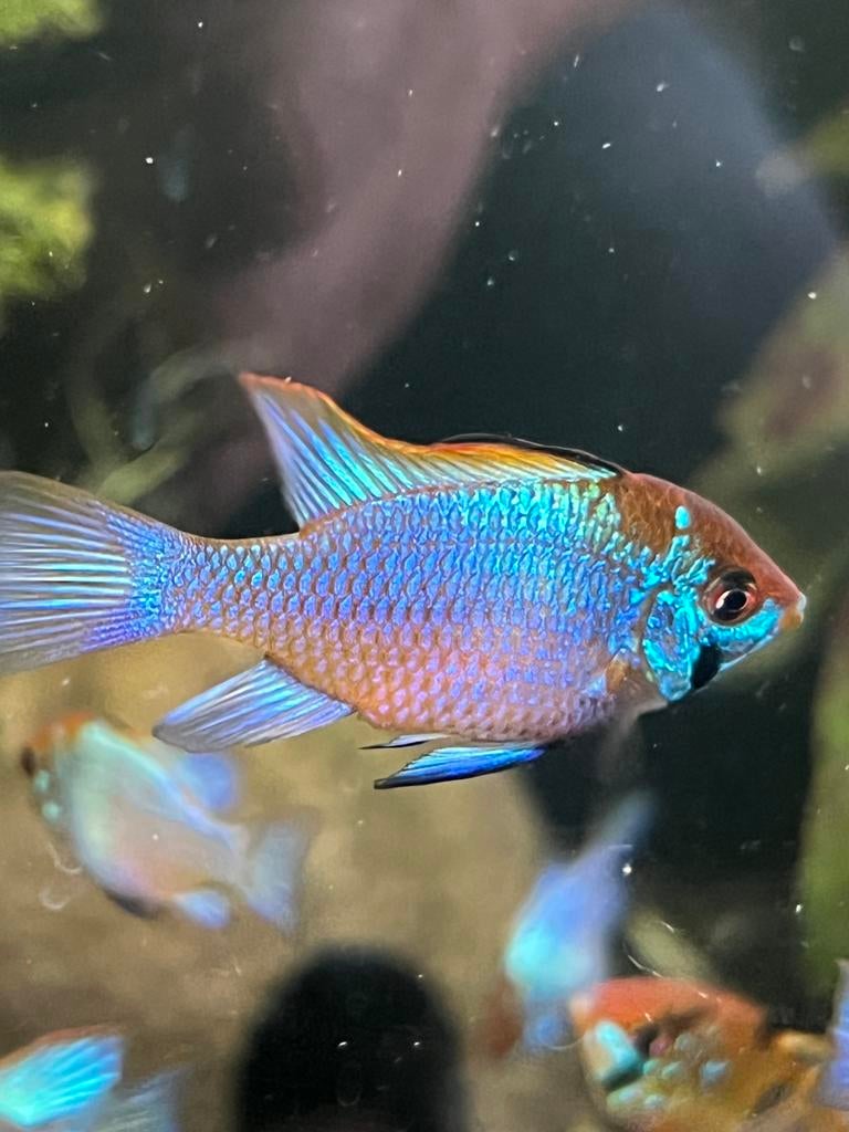 Ramirezi electric bleu, Vis