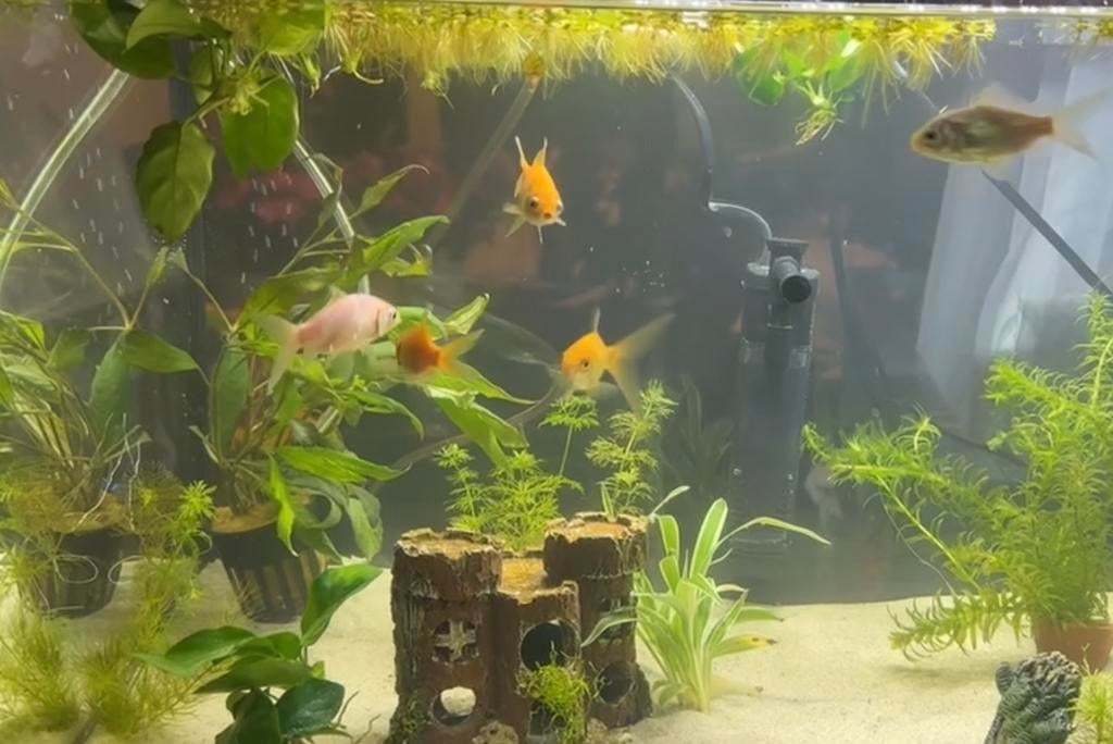 Goudvissen circa 1 jaar oud, Ophalen, Overige typen, Nieuw, Overige merken