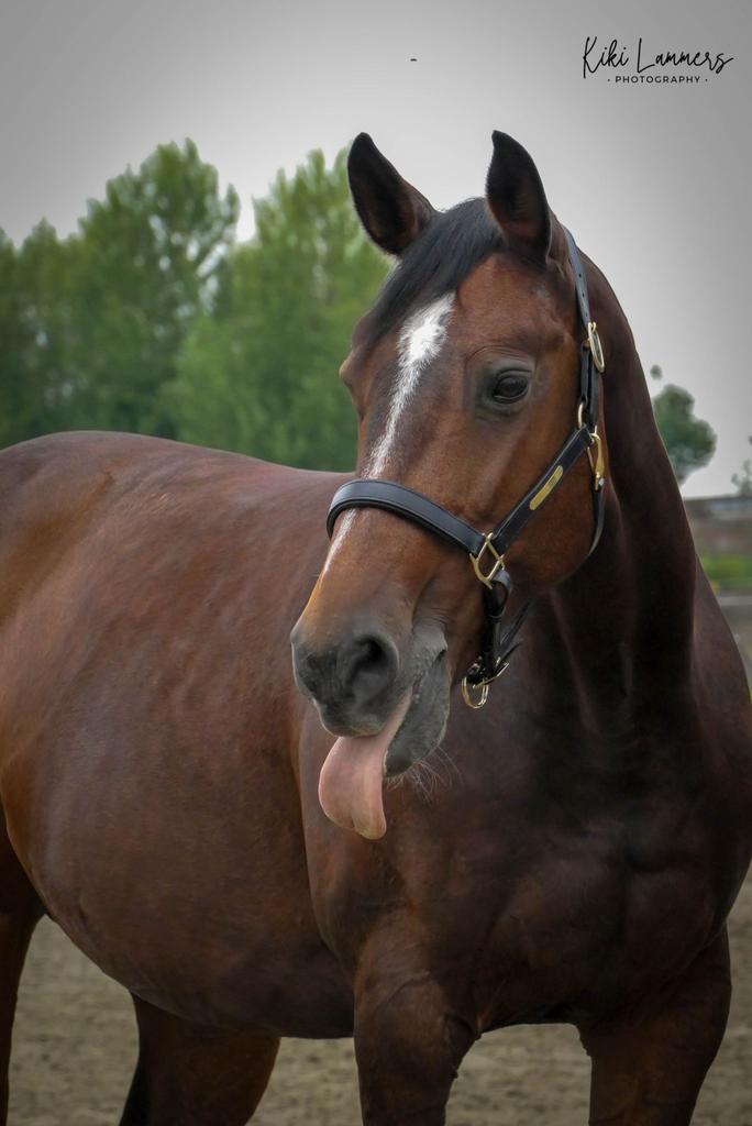 GEZOCHT: weiland/stallen te huur, 2 of 3 paarden of pony's