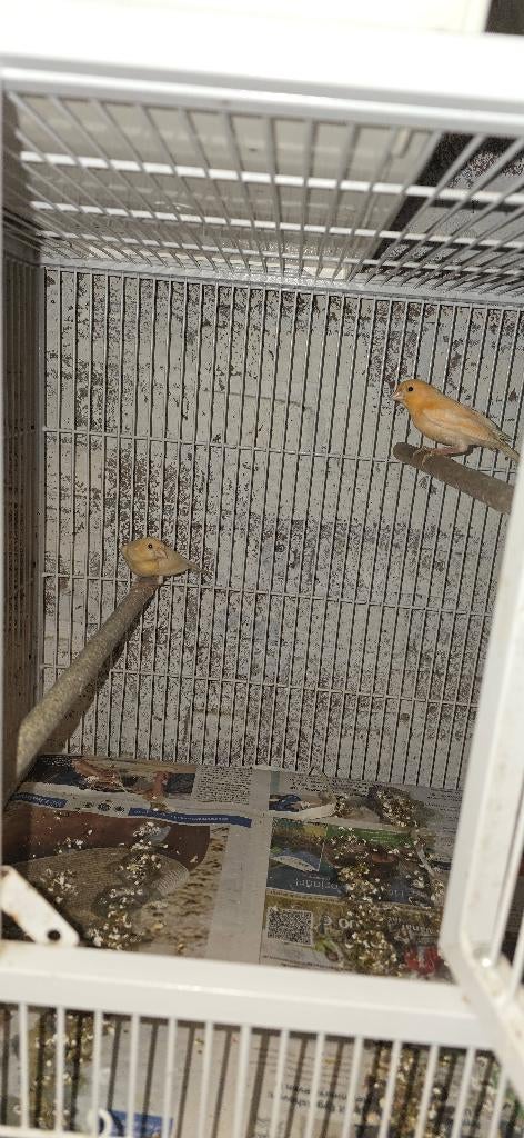 Exotische vogels, Dieren en Toebehoren, Meerdere dieren, Tropenvogel, Geringd