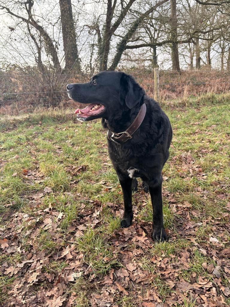 Gezocht iemand die nox en sofie wil uitlaten door de weeks, Vacatures