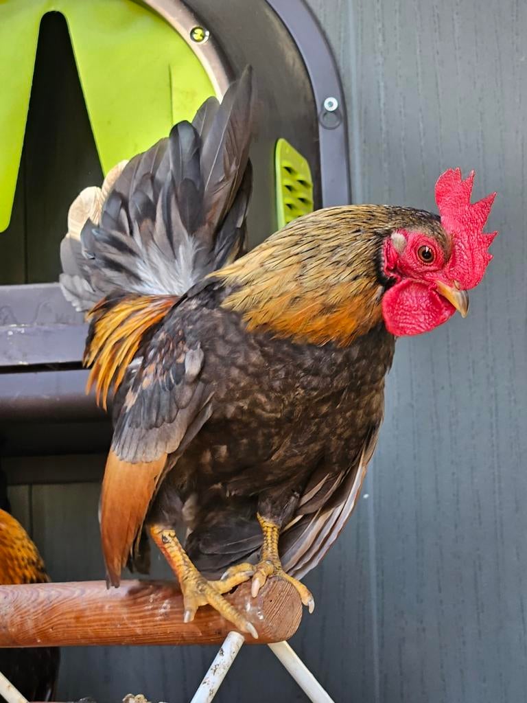 serama haantje van eind september, Dieren en Toebehoren, Mannelijk, Kip