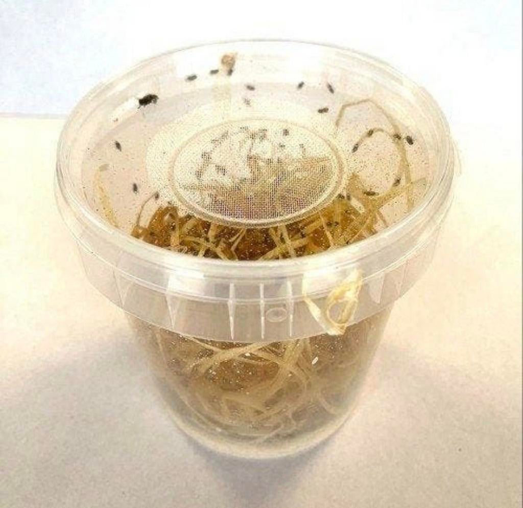 Voedseldieren levend en diepvries, Dieren en Toebehoren, Ophalen, Nieuw, Eten en Drinken