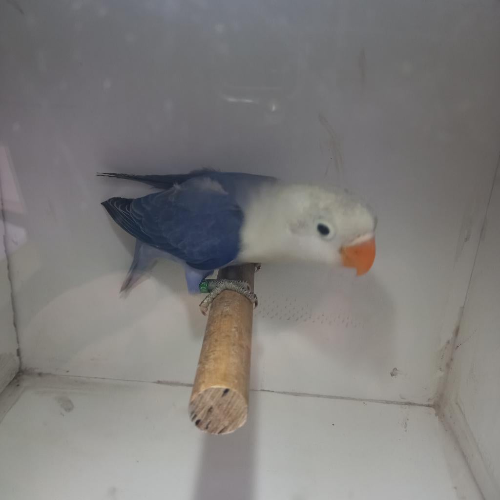 Fischeri, Geslacht onbekend, Dwergpapegaai of Agapornis, Geringd